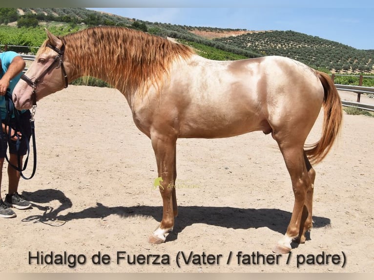 PRE Merrie Veulen (03/2026) 160 cm Falbe in Provinz Cordoba