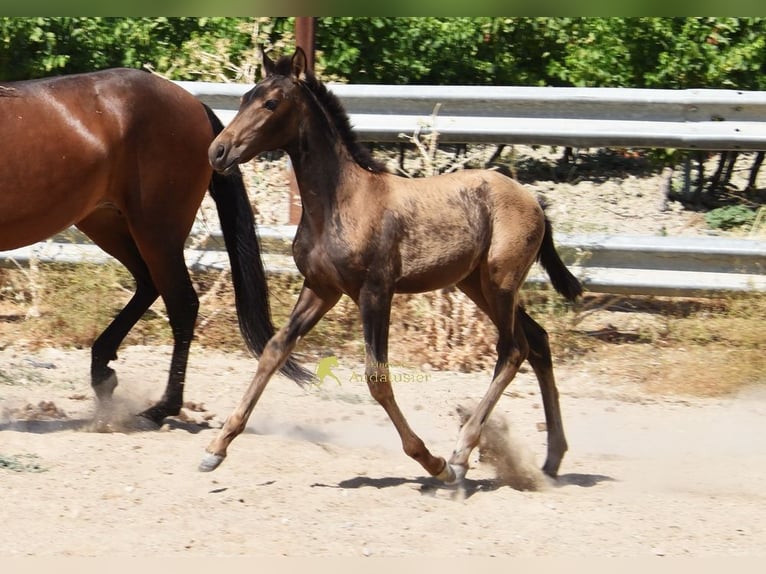 PRE Merrie Veulen (03/2026) 160 cm Falbe in Provinz Cordoba