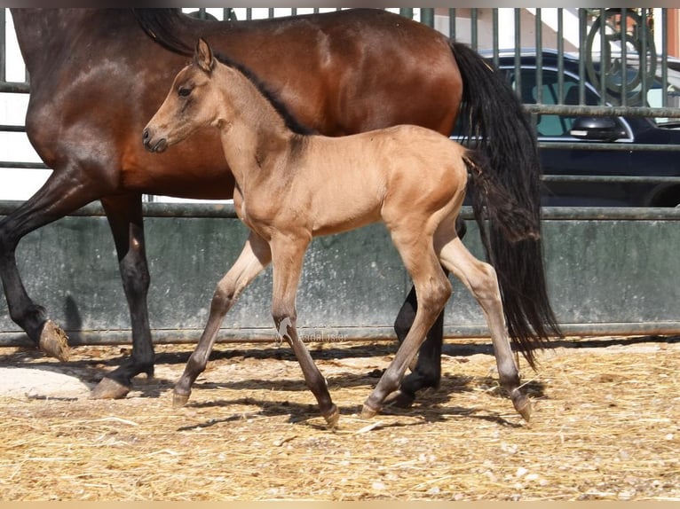 PRE Merrie Veulen (03/2026) 160 cm Falbe in Provinz Cordoba