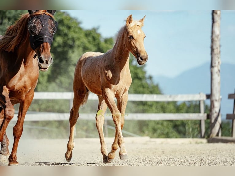 PRE Merrie Veulen (04/2026) 160 cm Palomino in Magdalensberg