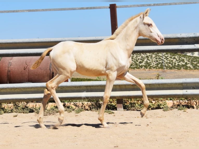 PRE Merrie veulen (04/2024) 160 cm Perlino in Provinz Cordoba