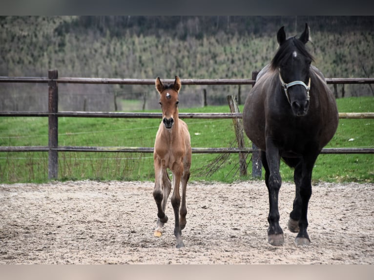 PRE Merrie veulen (03/2024) 162 cm Bruin in Dochamps