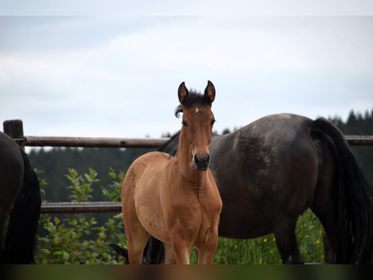 PRE Merrie veulen (03/2024) 162 cm Bruin in Dochamps