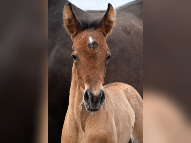 PRE Merrie veulen (03/2024) 162 cm Bruin in Dochamps