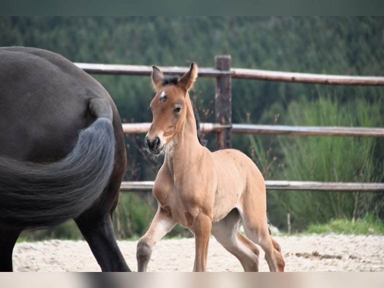 PRE Merrie veulen (03/2024) 162 cm Bruin in Dochamps