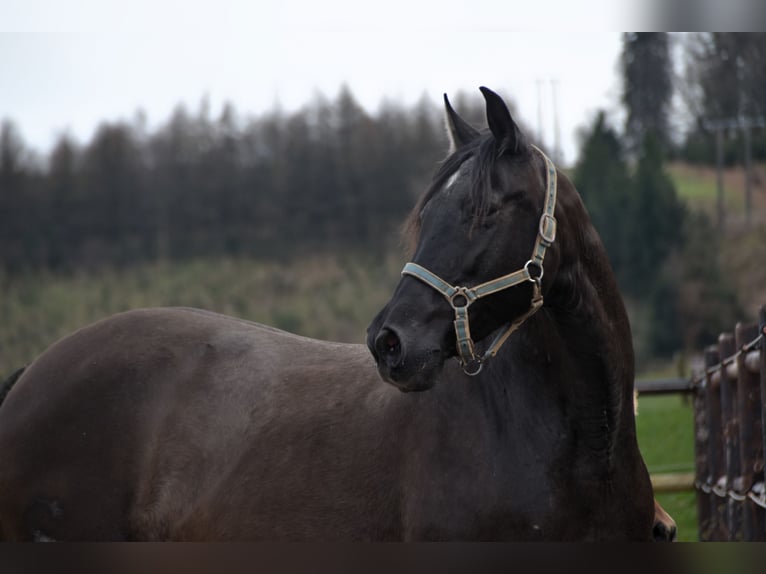 PRE Merrie veulen (03/2024) 162 cm Bruin in Dochamps