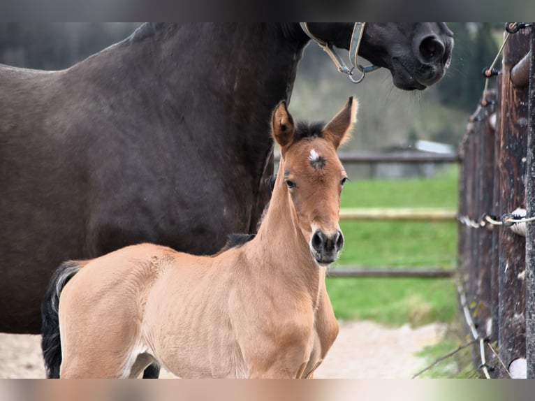 PRE Merrie veulen (03/2024) 162 cm Bruin in Dochamps