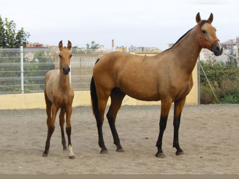 PRE Merrie Veulen (03/2026) 162 cm Buckskin in Murcia