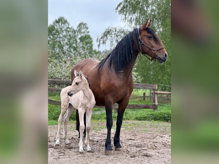 PRE Mix Merrie veulen (03/2024) 162 cm Falbe in Wiendorf