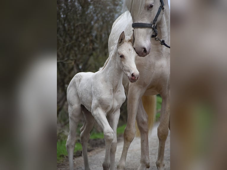 PRE Merrie Veulen (03/2026) 162 cm Pearl in Dochamps