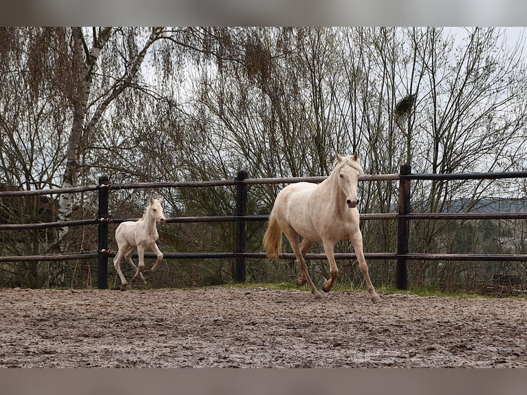 PRE Merrie Veulen (03/2026) 162 cm Pearl in Dochamps