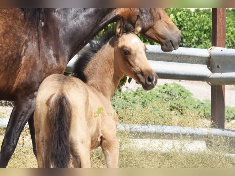 PRE Merrie Veulen (05/2026) 163 cm Falbe in Provinz Cordoba