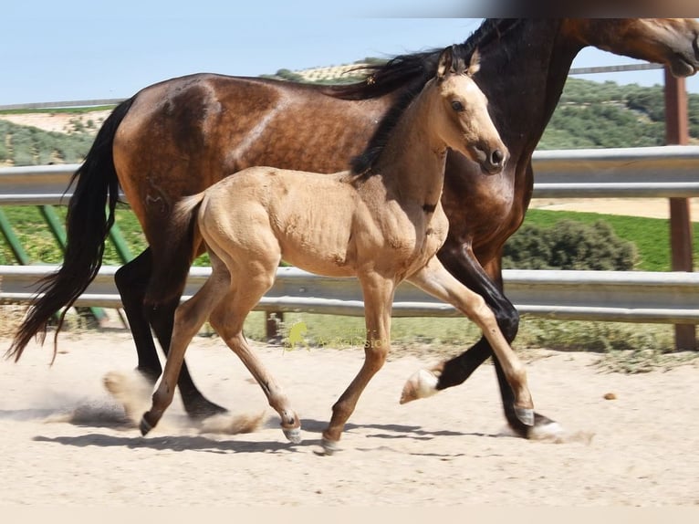PRE Merrie Veulen (05/2026) 163 cm Falbe in Provinz Cordoba