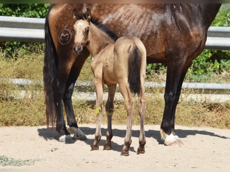 PRE Merrie Veulen (05/2026) 163 cm Falbe in Provinz Cordoba