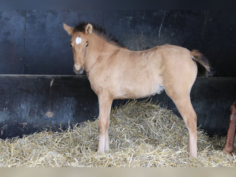 PRE Merrie veulen (02/2024) 164 cm Falbe in Bibertal