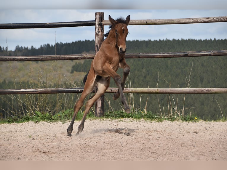 PRE Merrie Veulen (04/2026) 165 cm Bruin in Dochamps