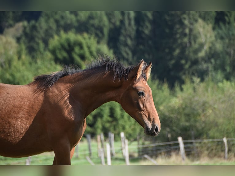 PRE Merrie Veulen (04/2026) 165 cm Bruin in Dochamps