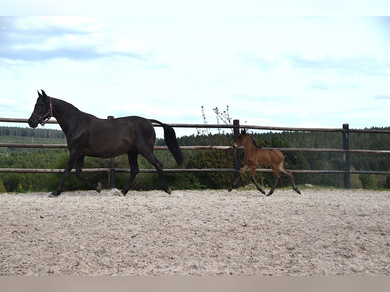 PRE Merrie Veulen (04/2026) 165 cm Bruin in Dochamps
