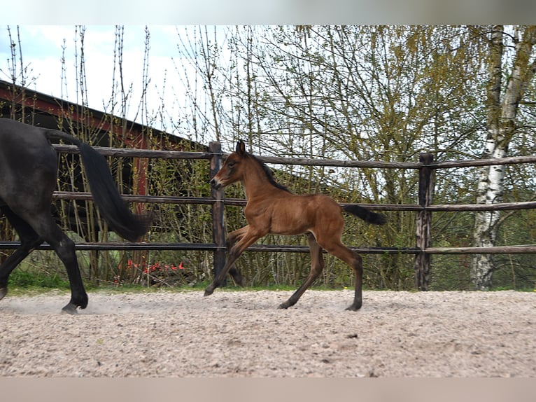 PRE Merrie Veulen (04/2026) 165 cm Bruin in Dochamps