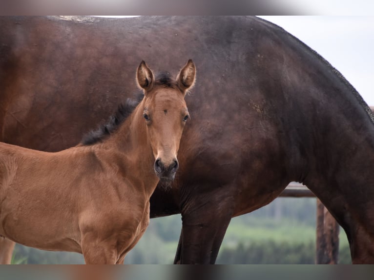 PRE Merrie veulen (05/2024) 165 cm Buckskin in Dochamps