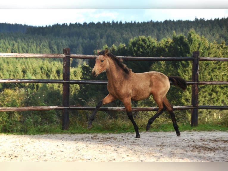 PRE Merrie veulen (05/2024) 165 cm Buckskin in Dochamps