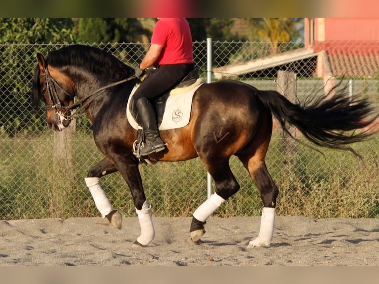 PRE Merrie Veulen (05/2026) 165 cm Buckskin in Murcia