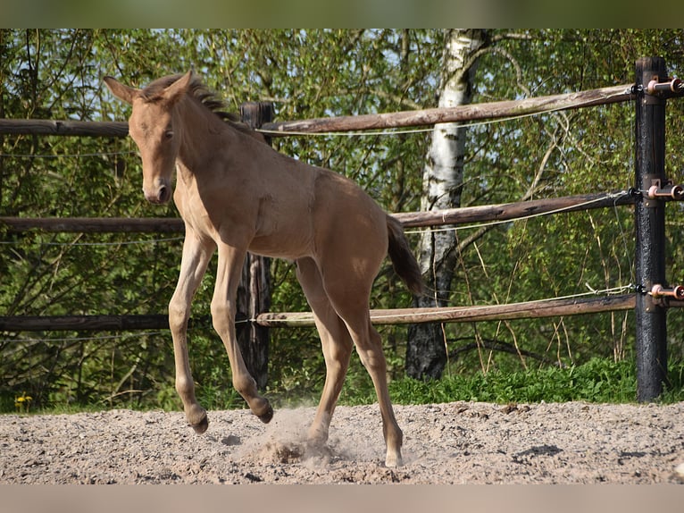 PRE Merrie Veulen (04/2026) 165 cm Pearl in Dochamps