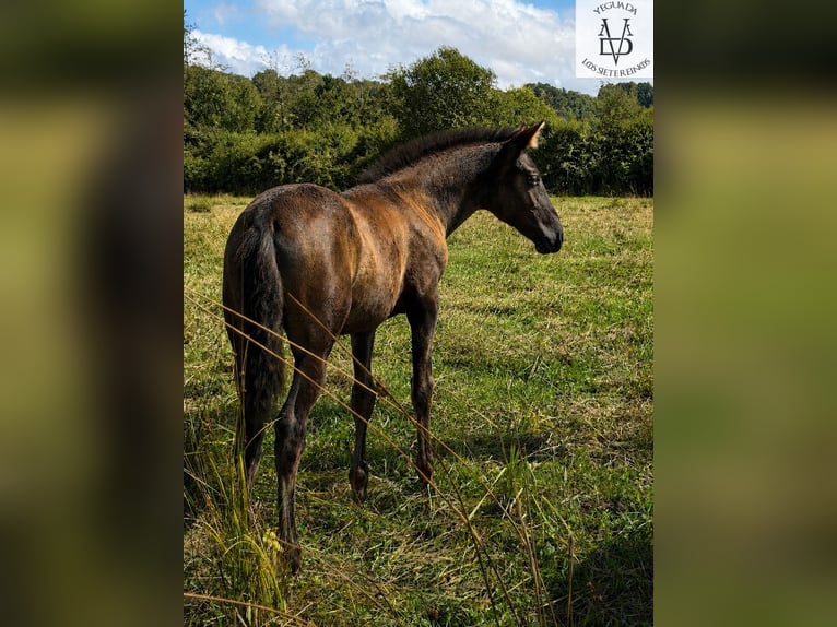 PRE Merrie Veulen (03/2026) 165 cm Zwart in LA VESPIÈRE