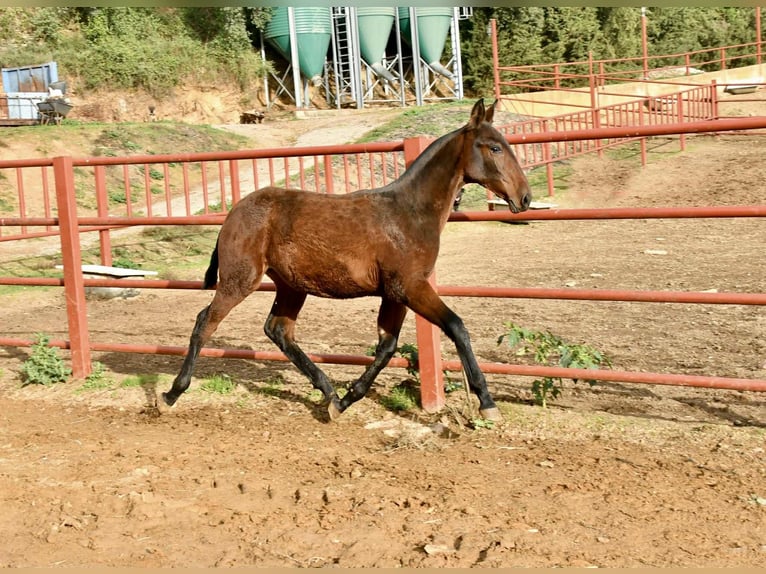PRE Merrie Veulen (08/2025) 166 cm Bruin in Galaroza (Huelva)