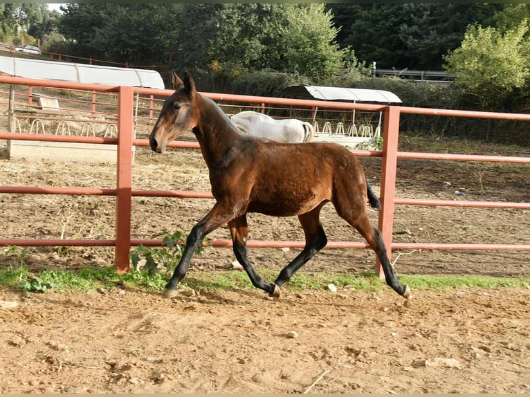 PRE Merrie Veulen (08/2025) 166 cm Bruin in Galaroza (Huelva)