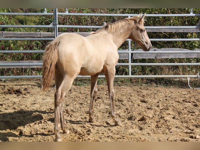 PRE Merrie Veulen (04/2026) 166 cm Pearl in Kirn
