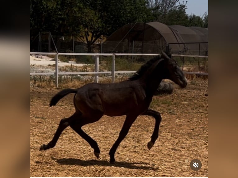 PRE Merrie Veulen (05/2025) 167 cm Wit in Sevilla