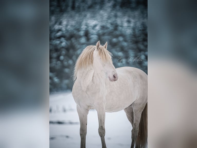 PRE Merrie Veulen (03/2025) in Dochamps