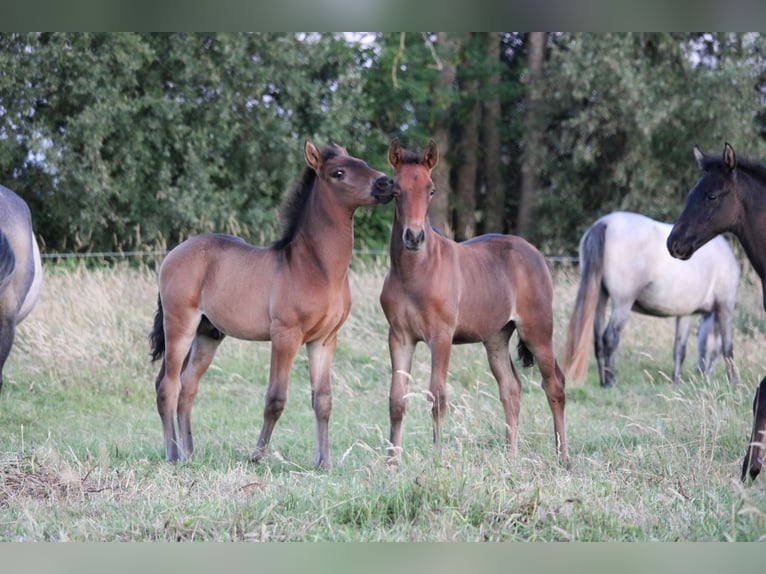 PRE Merrie Veulen (04/2025) Bruin in Alveringem