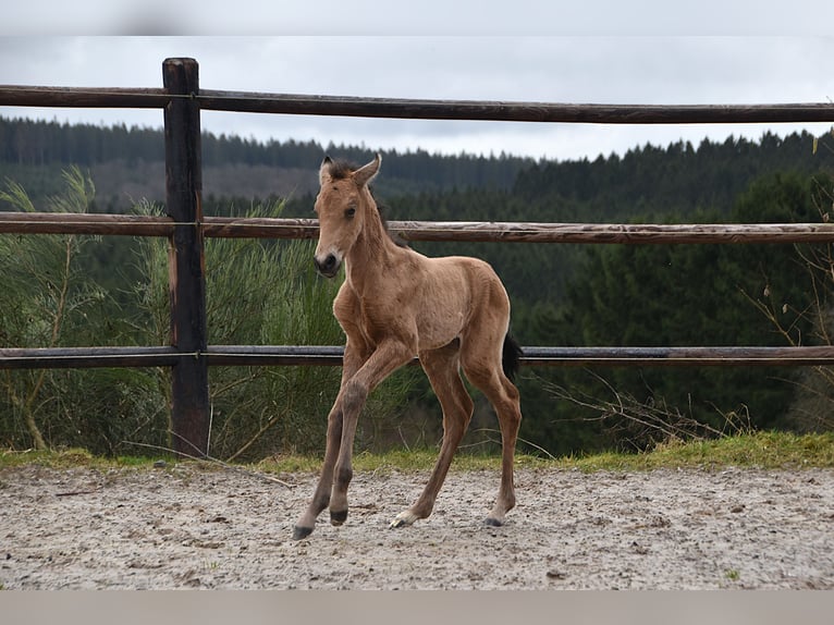 PRE Merrie Veulen (02/2026) Buckskin in Dochamps