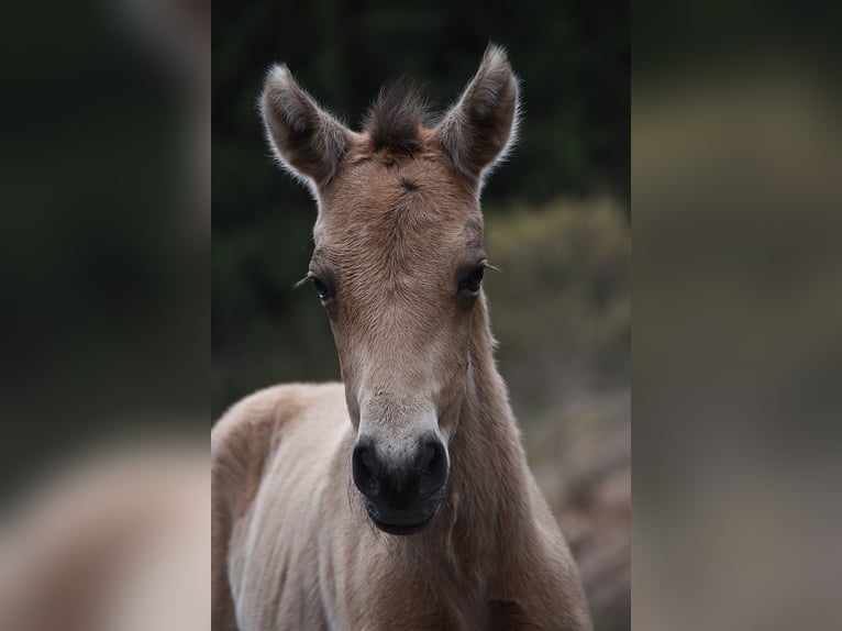 PRE Merrie Veulen (02/2026) Buckskin in Dochamps