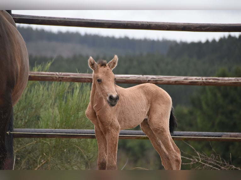 PRE Merrie Veulen (02/2026) Buckskin in Dochamps
