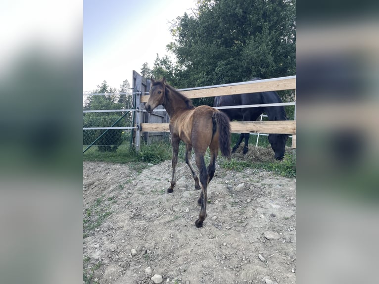 PRE Merrie  Falbe in Klagenfurt,11.Bez.:St. Ruprecht