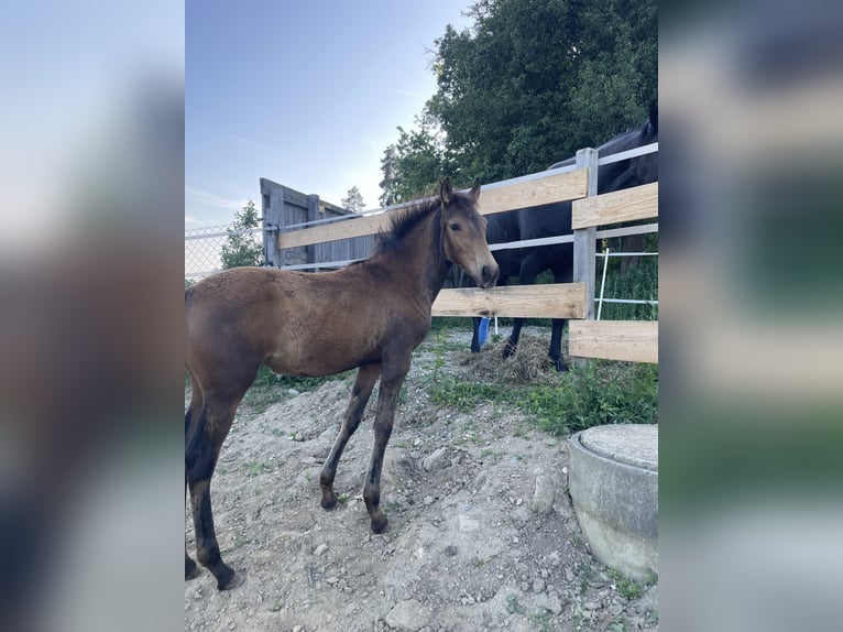 PRE Merrie  Falbe in Klagenfurt,11.Bez.:St. Ruprecht