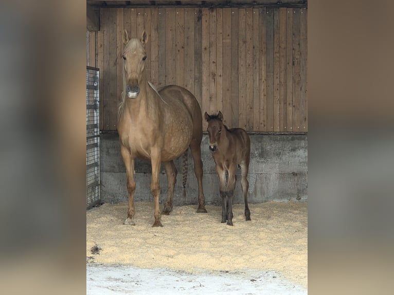 PRE Merrie Veulen (03/2025) in Klettgau