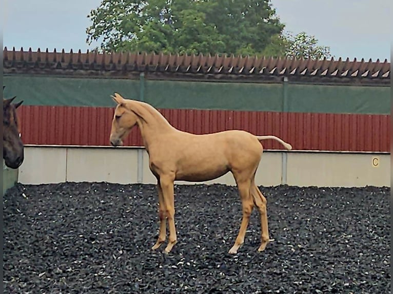 PRE Merrie veulen (03/2024) Palomino in Küssaberg