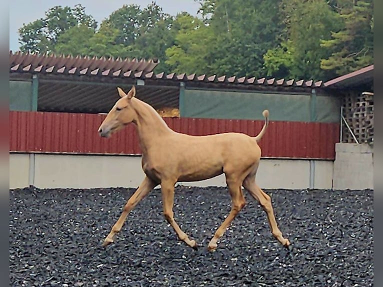 PRE Merrie veulen (03/2024) Palomino in Küssaberg