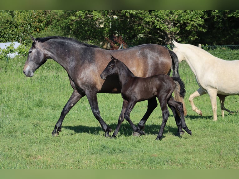 PRE Merrie  Zwartschimmel in Le Coudray-sur-Thelle