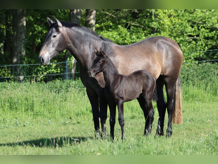 PRE Merrie  Zwartschimmel in Le Coudray-sur-Thelle