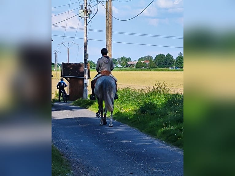 PRE Mix Ogier 10 lat 160 cm Siwa in Le V&#xE9;zier