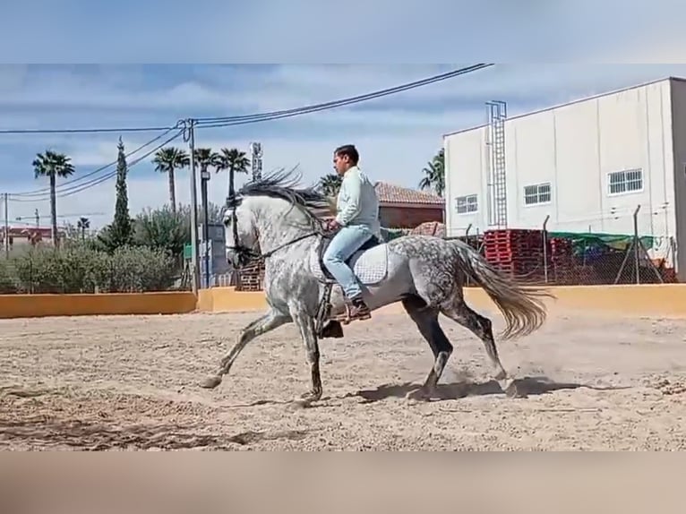 PRE Mix Ogier 10 lat 160 cm Siwa in Le V&#xE9;zier