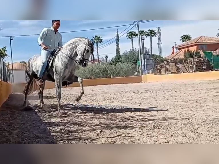 PRE Mix Ogier 10 lat 160 cm Siwa in Le V&#xE9;zier