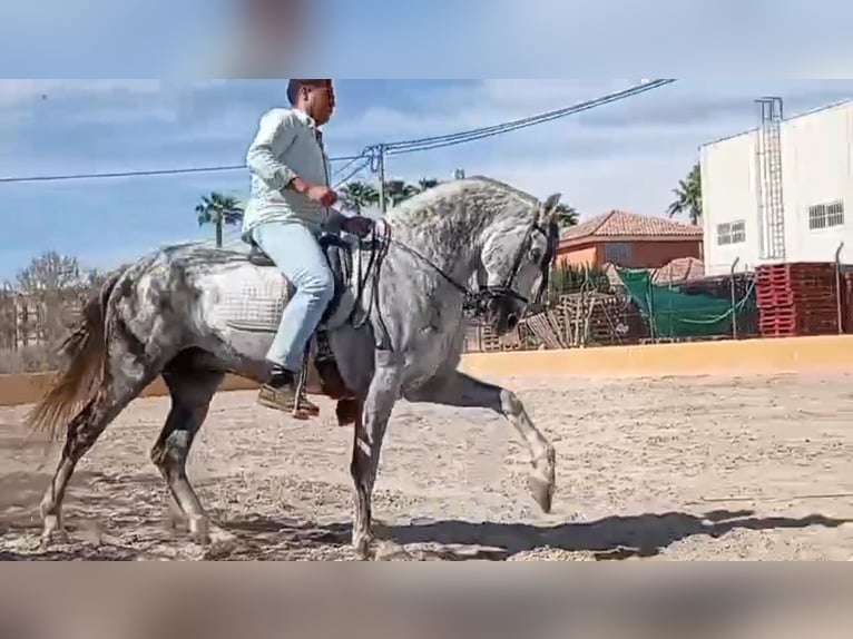 PRE Mix Ogier 10 lat 160 cm Siwa in Le V&#xE9;zier