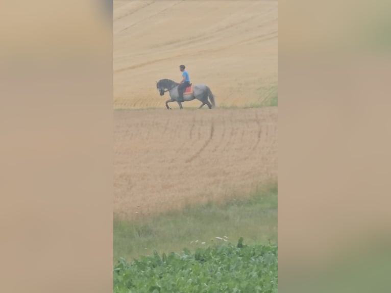PRE Mix Ogier 10 lat 160 cm Siwa in Le V&#xE9;zier