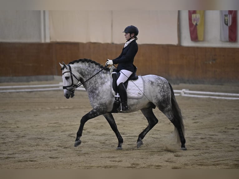 PRE Mix Ogier 10 lat 161 cm Siwa jabłkowita in Jaidhof